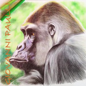 Gorilla