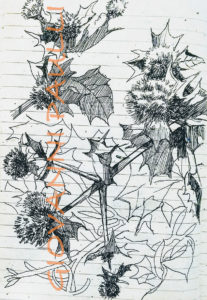 Thistle flower